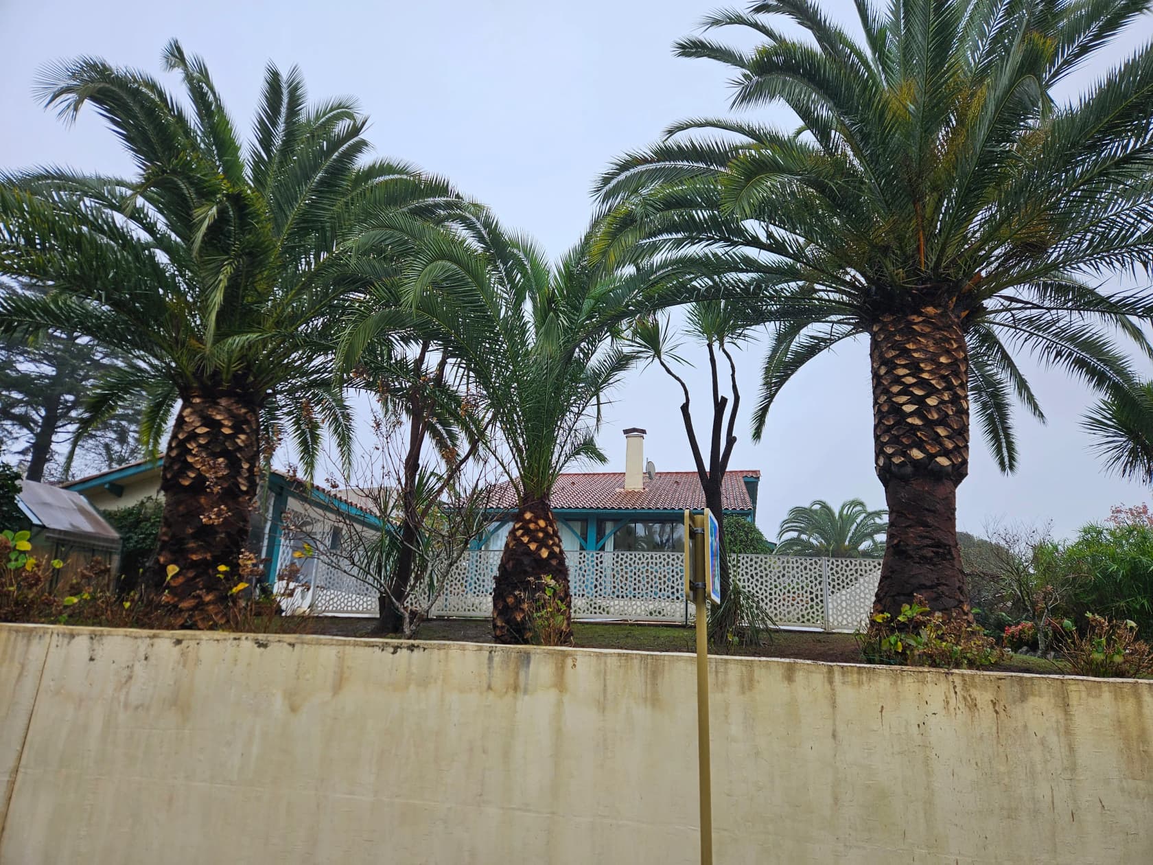 Palmiers taillés par Bruno Jardin devant une maison du Pays Basque